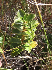 Coprosma serrulata