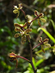 Prosthechea tigrina