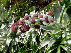 Pleurophyllum hookeri