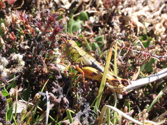 Sigaus australis