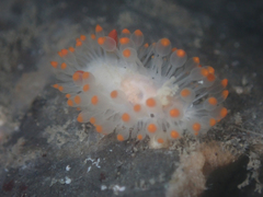 Limacia cockerelli