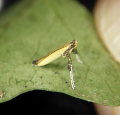 Caloptilia camphorae