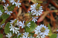 Scaevola crassifolia