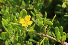 Roepera billardierei