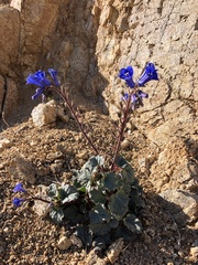 Phacelia campanularia
