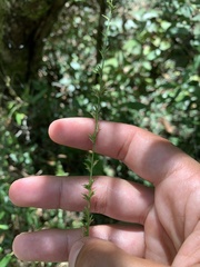 Chasmanthium sessiliflorum