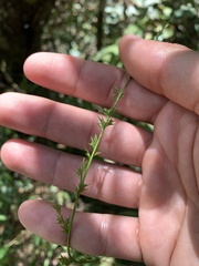 Chasmanthium sessiliflorum