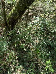 Chasmanthium sessiliflorum