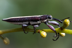Rhinotia suturalis