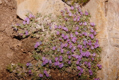 Astragalus kentrophyta