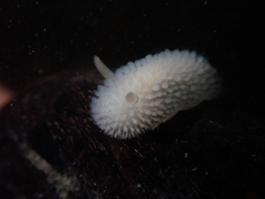 Onchidoris evincta