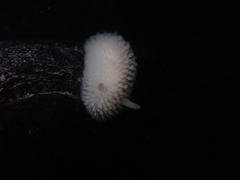 Onchidoris evincta