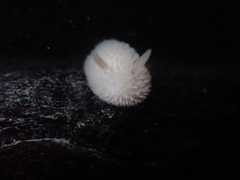 Onchidoris evincta