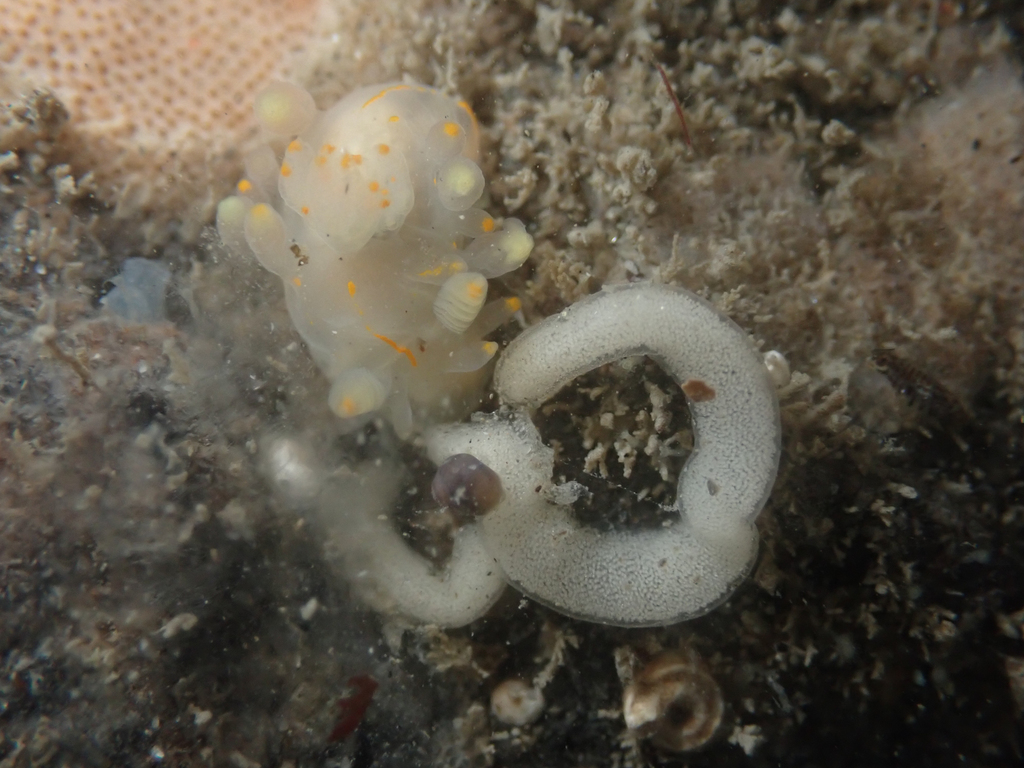 Pacific ancula