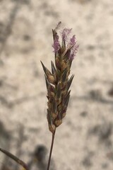 Amphipogon