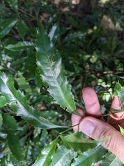 Helicia cochinchinensis