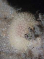 Onchidoris muricata