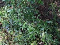 Helicia cochinchinensis