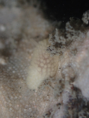 Onchidoris muricata