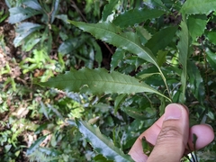 Helicia cochinchinensis