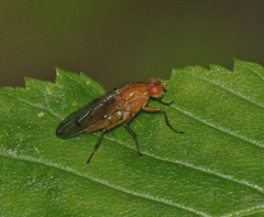 Dryomyza anilis