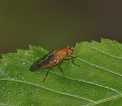 Dryomyza anilis