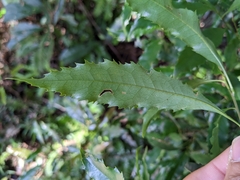 Helicia cochinchinensis