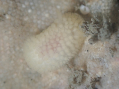 Onchidoris muricata
