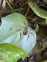 Platyoides walteri