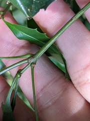 Helicia cochinchinensis