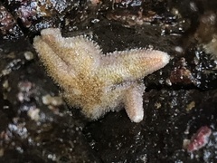 Leptasterias hexactis