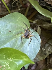 Platyoides walteri
