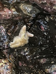 Leptasterias hexactis