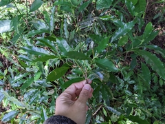 Helicia cochinchinensis