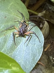 Platyoides walteri