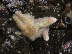 Leptasterias hexactis