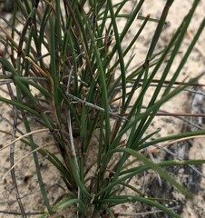 Amphipogon