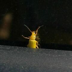 Cteniopus sulphureus