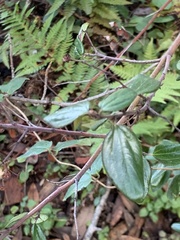 Ceanothus oliganthus sorediatus