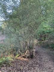 Ceanothus oliganthus sorediatus