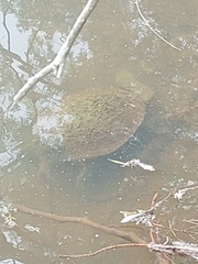 Chelodina expansa