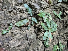 Tectaria zeilanica