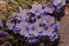 Polemonium viscosum