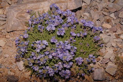 Polemonium viscosum