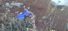 Salvia pusilla