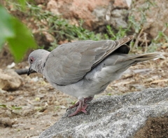 Streptopelia decipiens
