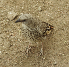 Histurgops ruficauda