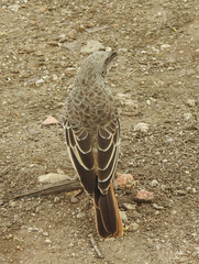 Histurgops ruficauda