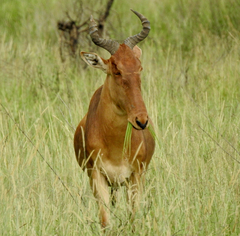 Alcelaphus buselaphus cokii