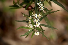 Olearia viscidula